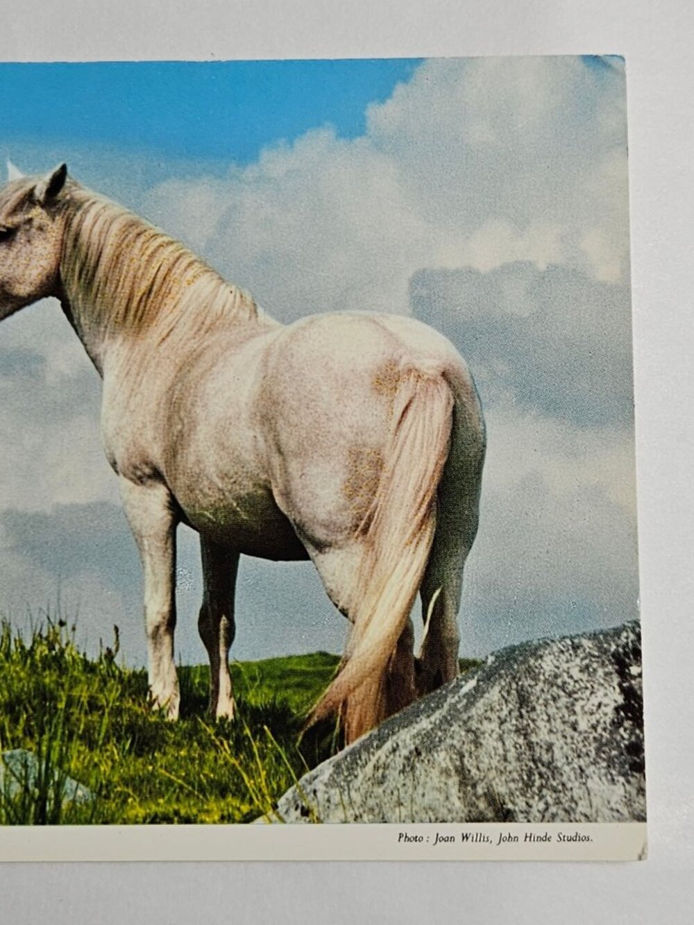 Famous Connemara Pony Ireland Postcard - Picture 3 of 4